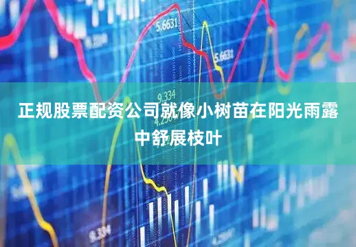 正规股票配资公司就像小树苗在阳光雨露中舒展枝叶